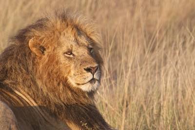 Lion in the Masai Mara